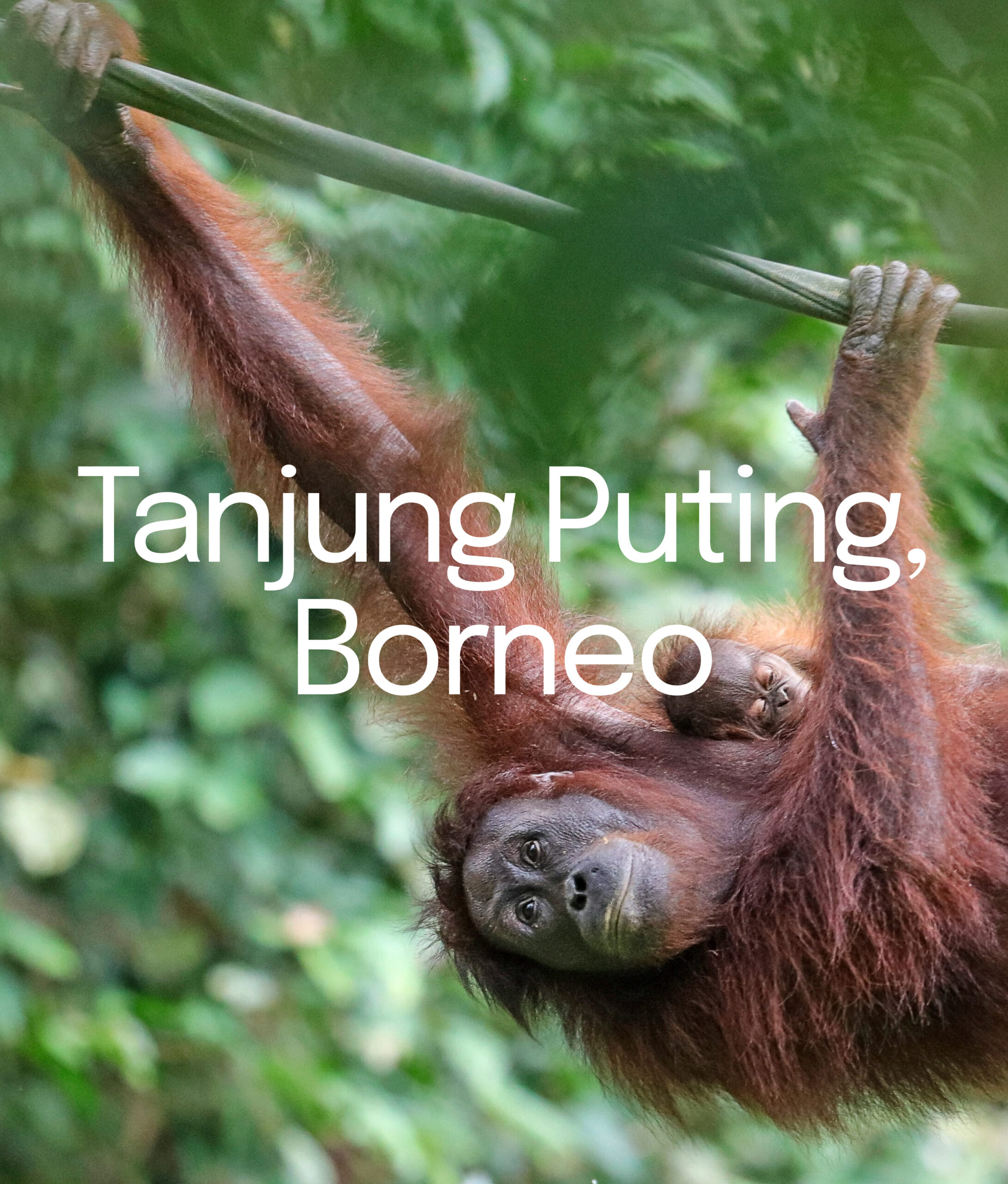 tanjung puting borneo