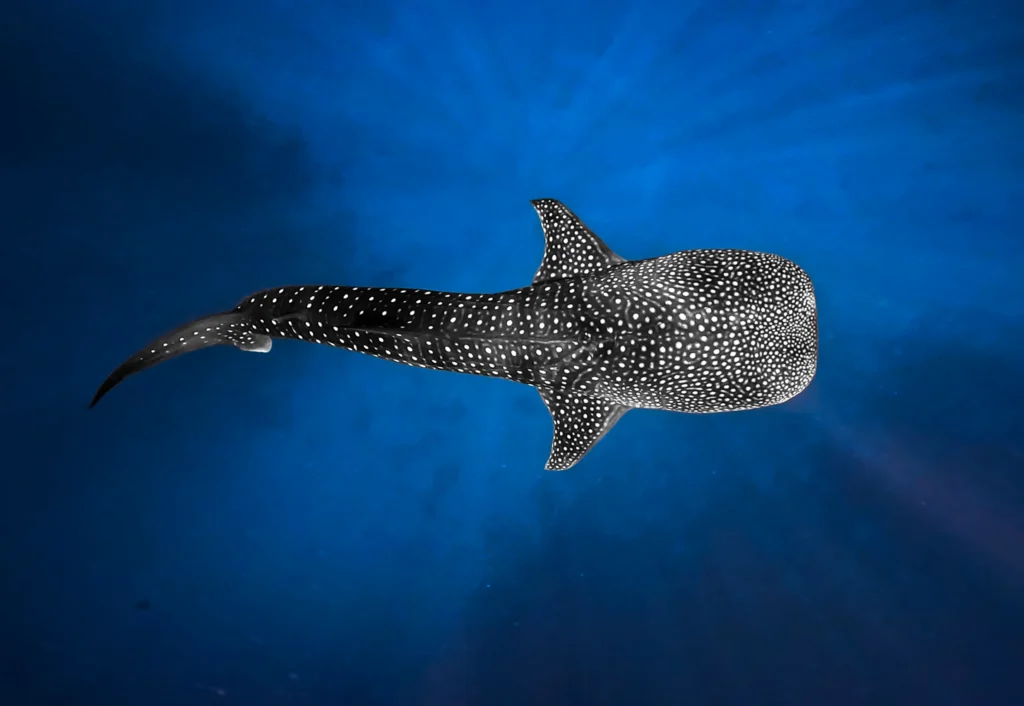 maldivas tiburon ballena