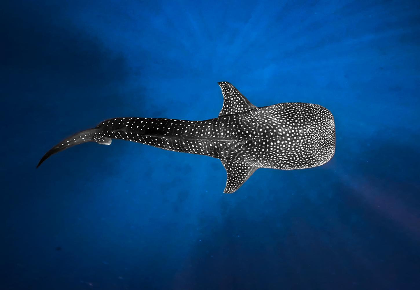 maldivas tiburon ballena