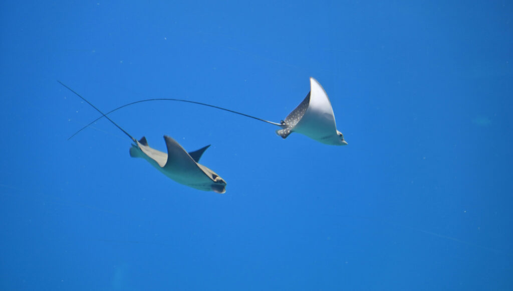 mantas raya maldivas